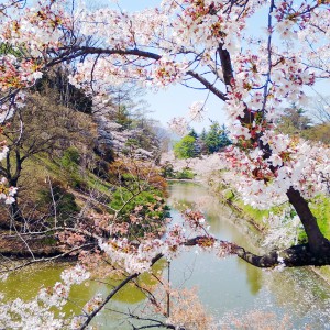上田の桜
